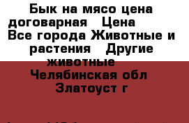 Бык на мясо цена договарная › Цена ­ 300 - Все города Животные и растения » Другие животные   . Челябинская обл.,Златоуст г.